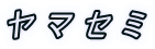 ヤ マ セ ミ